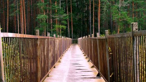 Bridge Forest Walking path through in the mangrove Stock Photos