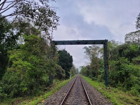 Bridge for gibbons Foto stock