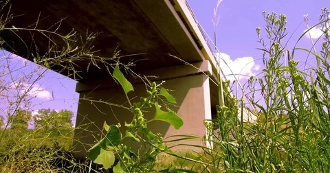Bridge In Grass Video stock 79897129