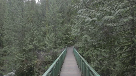Bridge in Green Forest 스톡 동영상 219530697