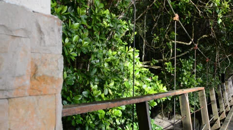 Bridge in the jungle 库存影片 27102664