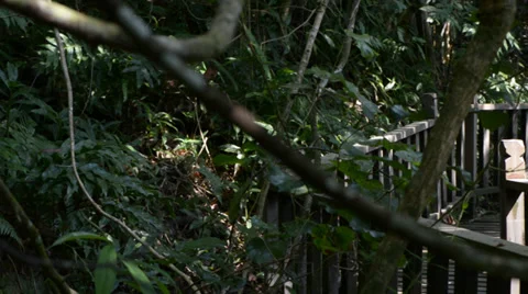 Bridge in the jungle 库存影片 28014286