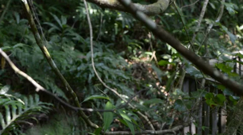 Bridge in the jungle 库存影片 28014313