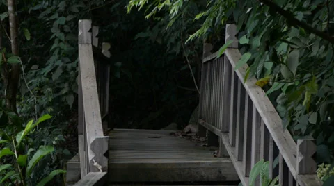 Bridge in the jungle Video stock 28014340