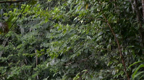 Bridge in the jungle 库存影片 28014391