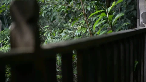 Bridge in the jungle 库存影片 28014607