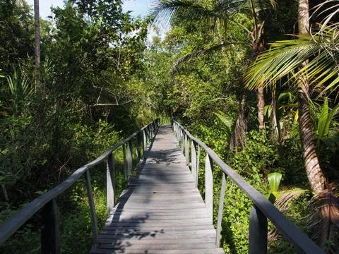 Bridge in the jungle Stock Photos