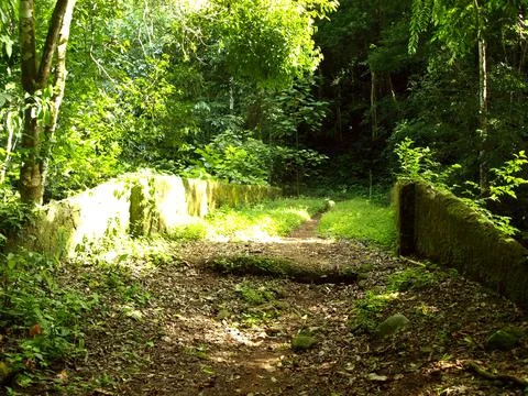 Bridge in the Jungle Stock-Fotos