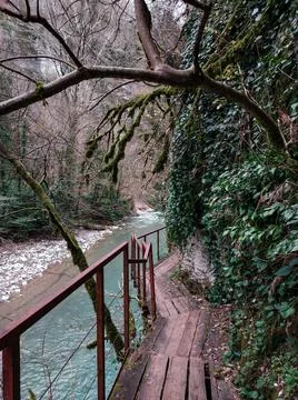 Bridge in jungle Stock Photos
