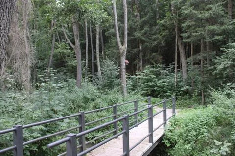 Bridge leading into a forest. Stock Photos