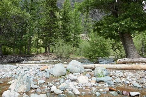 A bridge made of a fallen tree across the river. Stock Photos