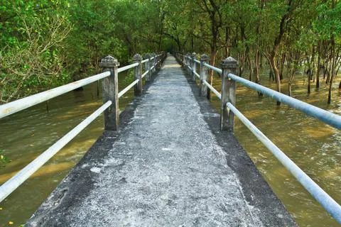 Bridge in mangrove forest Stock Photos