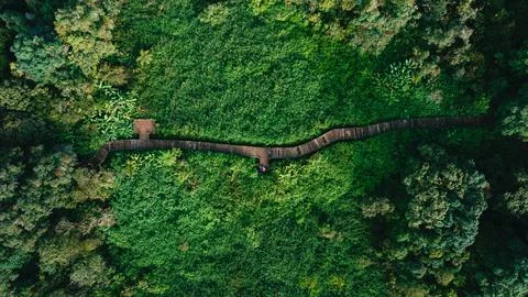 Bridge Middel in Forest Stock Photos