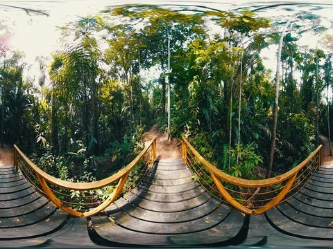 Bridge in the middle of the Amazonian forest in 360º Stock Footage 77047107