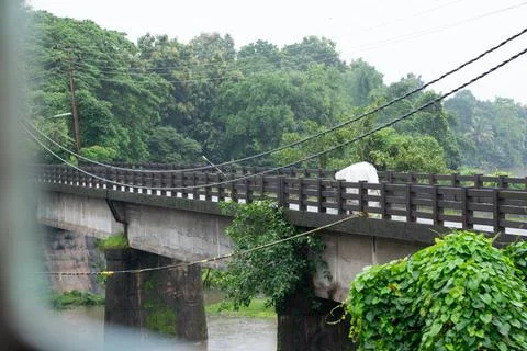 A bridge in the middle of forest Stock Photos