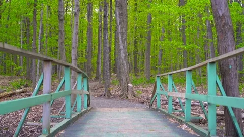 Bridge in a Natural Forest During Summer Stock Footage 75795111