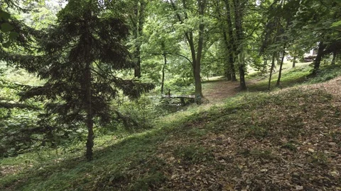 Bridge in the natural rain forest Video stock 87464469