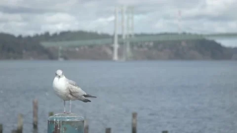 A bridge over a body of water Stock Footage 155397305