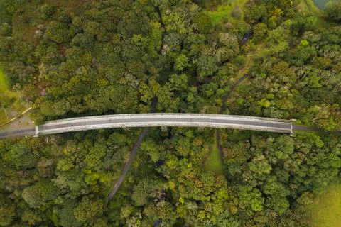 Bridge over Forest Foto stock