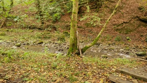 Bridge over a forest river. The forest stream runs along mossy rocks. 4k Stock-Footage 82444868