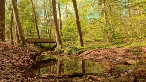 The bridge over the forest stream—springtime, sunshine; quiet and soothing Video stock 334592730