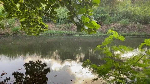 The bridge over the lake 库存影片 248744767