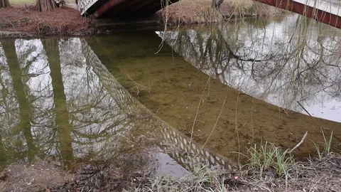 Bridge over Lake, Trees in a Park, Nature Outdoors Stock Footage 234811404