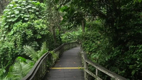 Bridge over rainforest Bali Monkey Forest Indonesia Southeast Asia nature Vídeo Stock 310180705