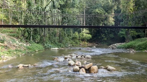 A bridge over the river in the deep forest 库存影片 117842270