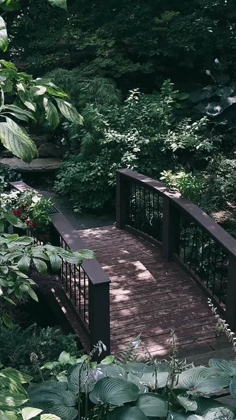 Bridge over river in the forest, bridge, path, forest, nature, wood, tree Stock Footage 247138274