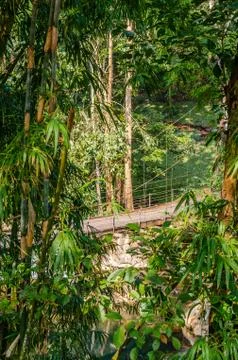 Bridge over the river in the rainforest Stock Photos