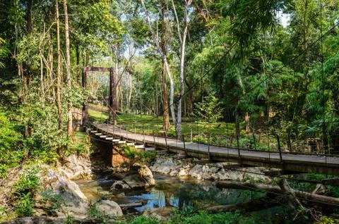 Bridge over the river in the rainforest Stock Photos