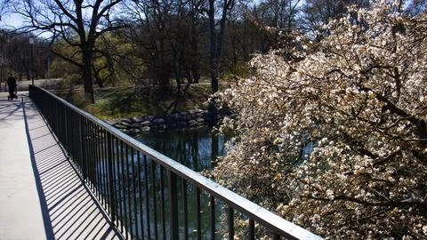 Bridge over the river with trees in bloom near in the park Stock Photos