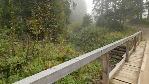 Bridge Over Small Shallow Stream in Forest Autumn Foggy Day Coniferous and 動画素材 71633419