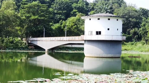 Bridge over a still lake Stock Footage 316359866