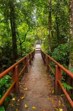 Bridge over the waterfall in Forest Stock Photos