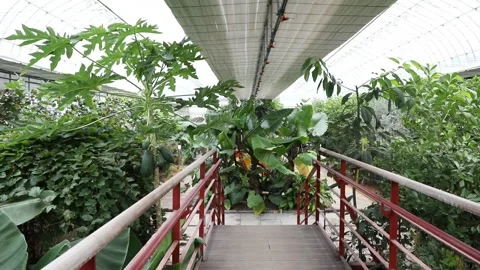 Bridge in the park, bridge in the garden Vídeo Stock 310161273