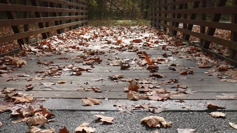 Bridge path covered with leaves in the forest Vídeo Stock 141765020