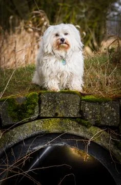 On the bridge Stock Photos
