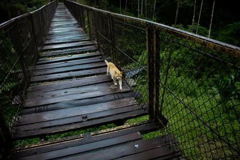 The Bridge Stock Photos