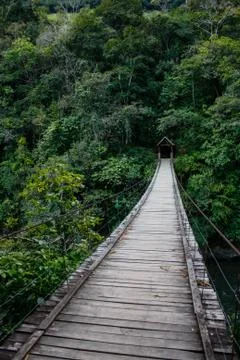 Bridge in rainforest Stock Photos
