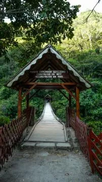 Bridge in rainforest Stock Photos