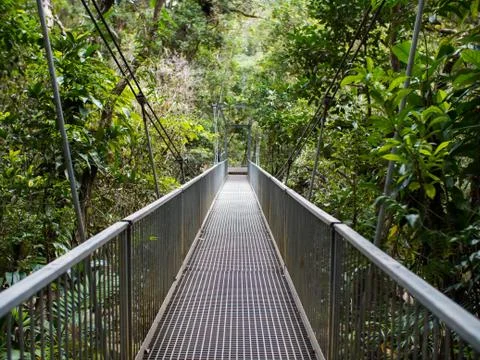 Bridge in the rainforest Stock Photos