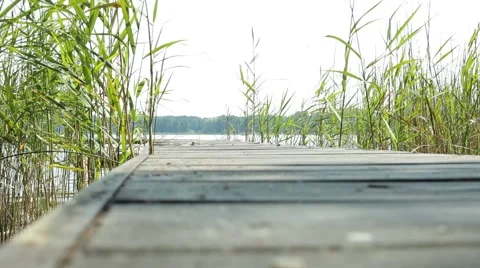 Bridge with reed plants moved by the wind Stock Footage 51840112