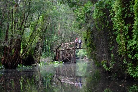 Bridge reflect on river in forest Stock Photos