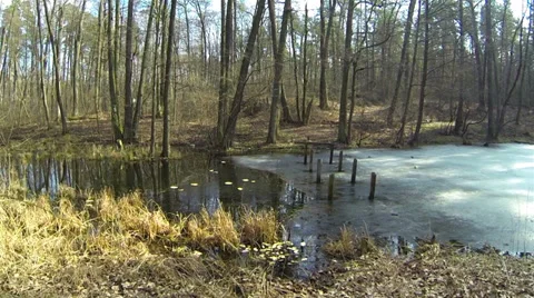 Bridge remains through  stream in wood .Aerial Stock Footage 35551114
