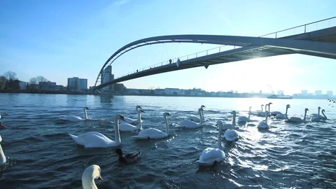 Bridge river landscape scenery panorama background at sunset Video stock 72862886