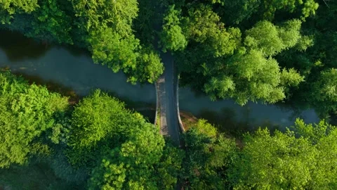 Bridge spanning calm forest river. Narrow crossing over water in lush woodland Stock Footage 318237712