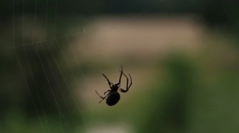 Bridge spider weaving its net Stock Footage