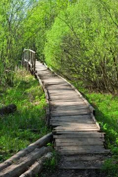Bridge in a spring forest Stock Photos